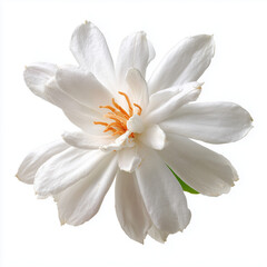 Fototapeta premium white champaca flower on white background