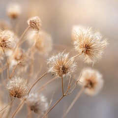 Obraz premium Dried seed heads, soft focus, muted earthy tones