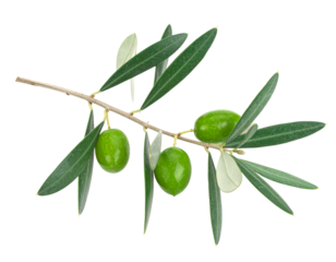 Olive branch with green olives isolated on white background
