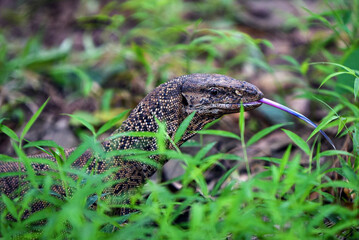 Speckled Monitor Lizard Among Green Plants with Tongue Out