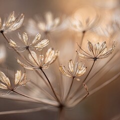 Dried seed heads with intricate patterns, soft focus
