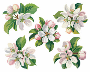 Delicate apple blossoms with green leaves on white background