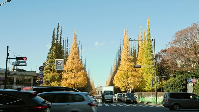 Autumn in Tokyo : Famous Ginkgo Tree-Lined Street in the City Center, Colored by Autumn Leaves and Crowded with Traffic  |  Meiji Jingu Gaien Gingko Avenue, Tokyo, Japan