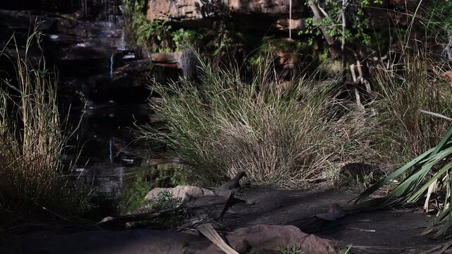 Goulds Waran, Varanus gouldii, in beautiful secluded Galvans gorge along the gibb river road in the kimberley region in the out back of western australia a popular travel destination.