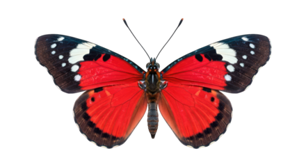 Butterfly Vibrant red wings with black & white spotted tips, symmetrical view
