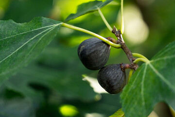Pair of ripe purple figs on fig tree with green foliage in summer garden, natural organic fruit, sustainable agriculture and healthy nutrition background
