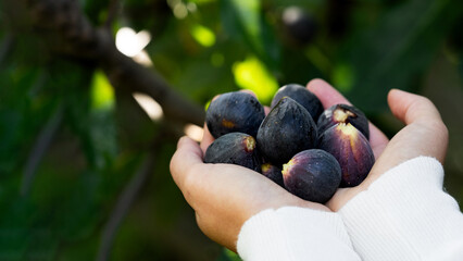 Hands full of fresh ripe figs with green garden background in natural sunlight, sweet purple figs close-up, summer harvest, healthy seasonal dessert food