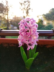 Pink hyacinth flower blooming in a garden during sunset  
