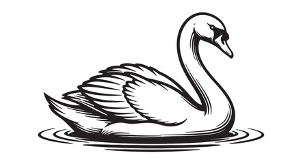 Elegant swan illustration black and white vector drawing isolated on white background