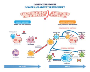 Innate and adaptive immune response visual showing pathogen defense pathways, key elements, macrophage, T cell activation, antibody production. Outline diagram