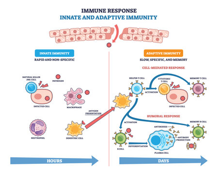 Innate and adaptive immune response visual showing pathogen defense pathways, key elements, macrophage, T cell activation, antibody production. Outline diagram