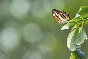 Common Sergeant butterfly (Athyma perius) resting on green leaf under sunlight