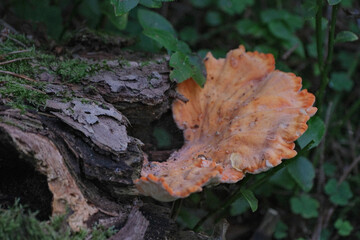 Chicken of the woods in forest. Sulphur polypore 