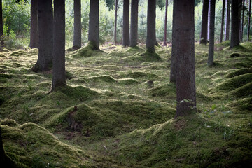 Fototapete bei efototapeten.de bestellen   