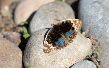 With radiant wings and eye-catching eyespots, a Blue Pansy (Junonia orithya) warming on pebble stone in a open area by a riverbank