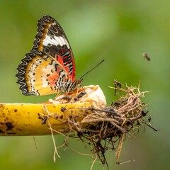 Vibrant butterfly delicately perched on a piece of yellow fruit