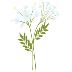 Delicate White Flower Sprigs with Green Leaves Isolated on White Background