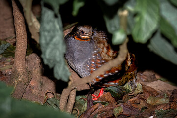 Rufous-throated Partridge, Thailand