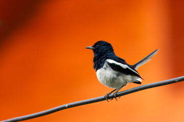 Fototapeta premium Oriental Magpie-Robin, Thailand