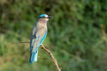 Indochinese Roller,, Thailand