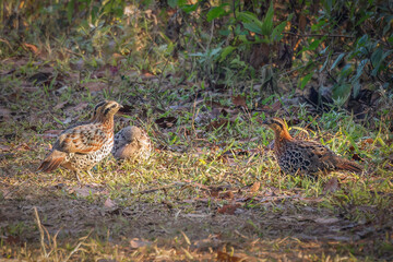 Mountain Bamboo-Partridge, Thailand