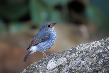 Plumbeous Redstart, Thailand