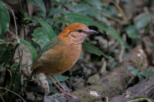 Rusty-naped Pitta, Thailand