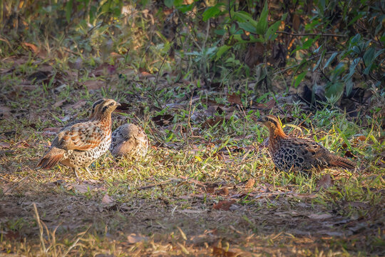 Mountain Bamboo-Partridge, Thailand
