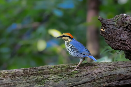 Blue Pitta, Thailand