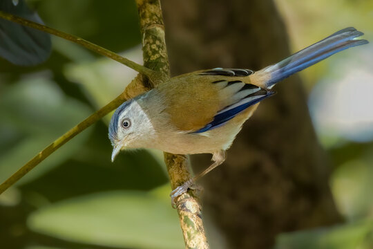 Blue-winged Minl, Thailand