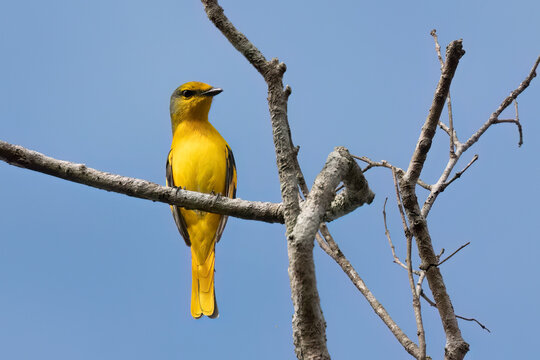 Scarlet Minivet, Thailand