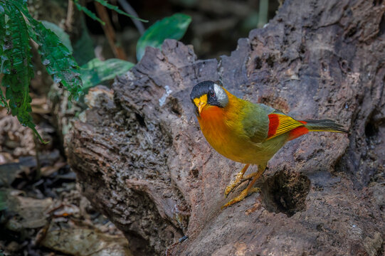 Silver-eared Mesia, Thailand