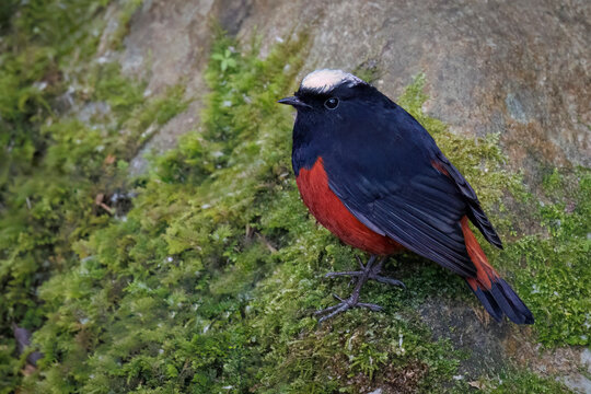 White-capped Redstart, Thailand