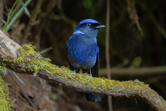 Large Niltava, Thailand