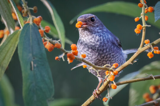 Plumbeous Redstart, Thailand