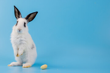 Fototapeta premium White healthy lovely bunny easter rabbit stands up on two legs, cleaning face, ears, body, sniffing, looking around, on blue screen background. Cute fluffy rabbit, Lovely Animal concept.