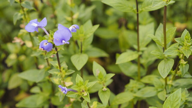 A close-up view of vibrant purple wishbone flowers - Powered by Adobe