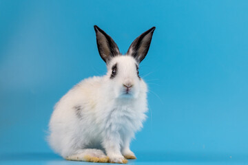 Obraz premium Healthy lovely bunny easter rabbit sniffing, looking around, on blue screen background. Cute fluffy rabbit, Lovely Animal concept. Symbol of easter day.