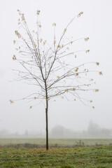 arbre qui a perdu ses feuilles en automne