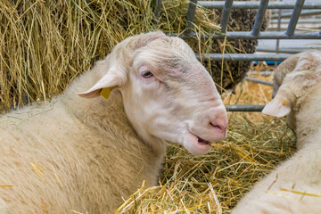 Close-up of a Sheep Resting in Hay with Yellow Ear Tag