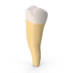 first premolar tooth of lower jaw, isolated PNG