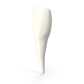upper central incisor tooth. 3D illustration of the anatomy of the maxillary central incisor tooth, isolated PNG