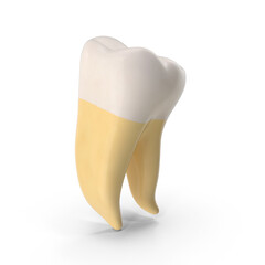Anatomical 3D model of a single human upper jaw right molar tooth, isolated PNG © Design Mystery
