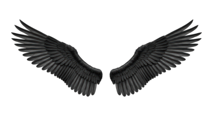 Pair of spread, dark bird wings, feathers detailed on a solid black background