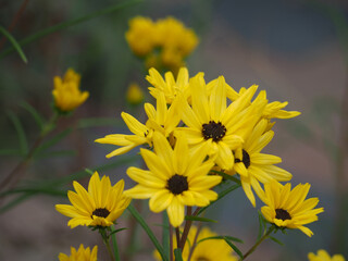 植物　黄色の花