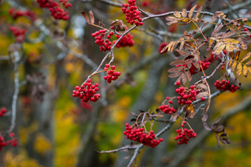 Ripe rowan fruits on the tree with autumnal park background, Sorbus aucuparia. Sorbus aucuparia, rowan or mountain-ash with orange berries in autumn. 