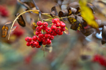 Ripe rowan fruits on the tree with autumnal park background, Sorbus aucuparia. Sorbus aucuparia, rowan or mountain-ash with orange berries in autumn. 
