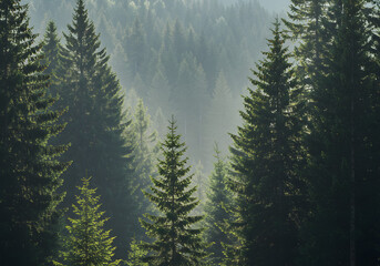 Misty evergreen forest with dense pine trees in the morning light