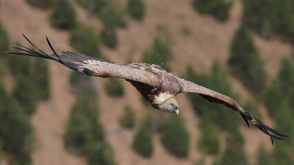 Griffon Vulture soaring through the sky