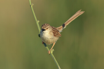 Graceful Prinia standing on a branch with its tail in the air